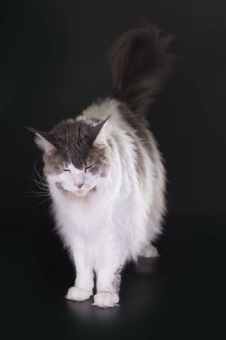 Siyah arka plandaki kedi stüdyoda yakalandı.