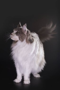 Siyah arka plandaki kedi stüdyoda yakalandı.