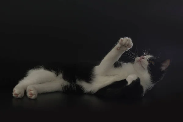 Katze Auf Schwarzem Hintergrund Studio Gefangen — Stockfoto