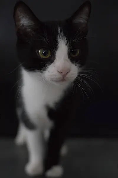 Katze Auf Schwarzem Hintergrund Studio Gefangen — Stockfoto