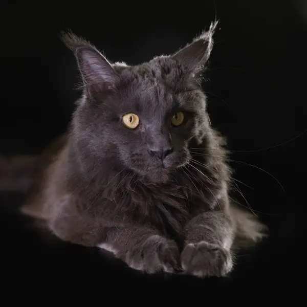 Kot Czarnym Tle Złapany Studio — Zdjęcie stockowe