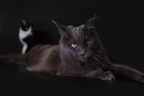 スタジオでキャッチされた黒い背景の猫 — ストック写真