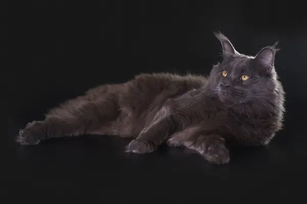 Γάτα Μαύρο Φόντο Αλιεύονται Στο Στούντιο — Φωτογραφία Αρχείου