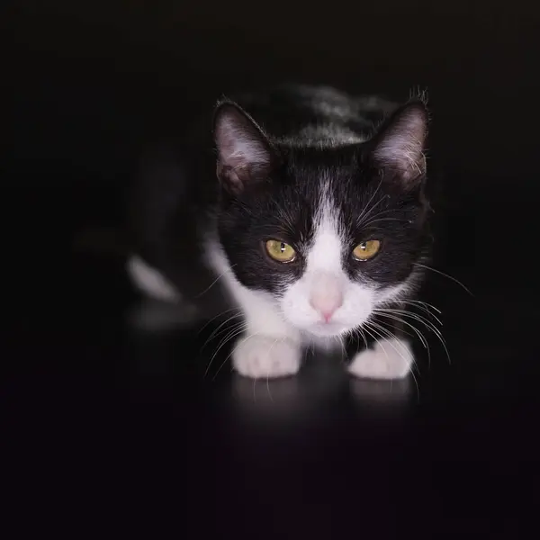Cat Zwarte Achtergrond Gevangen Studio — Stockfoto