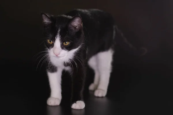 Kočka Černém Pozadí Chycený Studiu — Stock fotografie