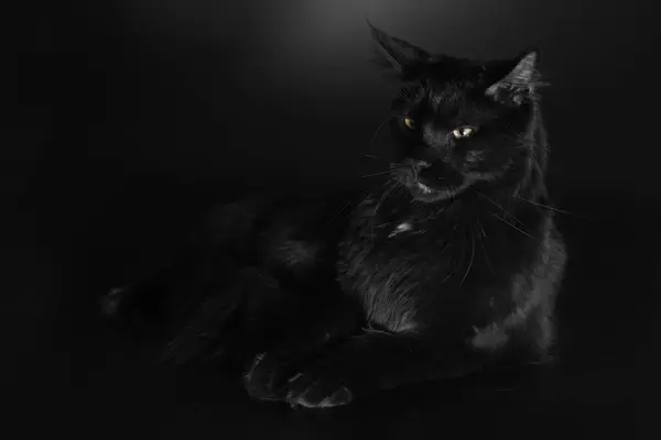 Kot Czarnym Tle Złapany Studio — Zdjęcie stockowe