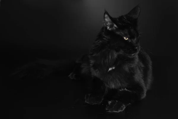 スタジオでキャッチされた黒い背景の猫 — ストック写真