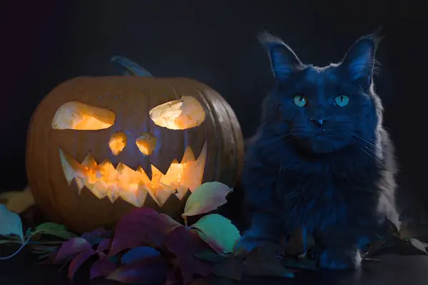 Kot Lśniącą Dynią Czaszką Czarnym Tle Studio — Zdjęcie stockowe