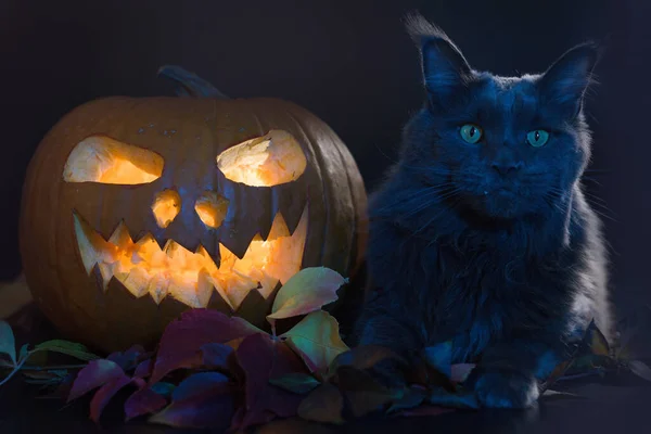 Katze Mit Leuchtendem Kürbis Und Totenkopf Auf Schwarzem Hintergrund Atelier — Stockfoto