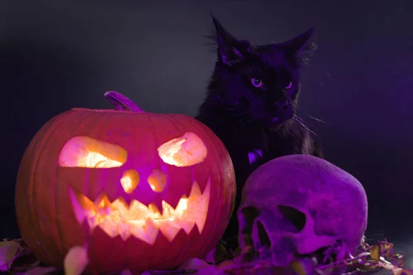 スタジオで黒い背景に輝くカボチャと頭蓋骨で猫 — ストック写真