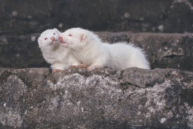 Ferret albino couple posing for portrait on old outdoor stone stairs clipart