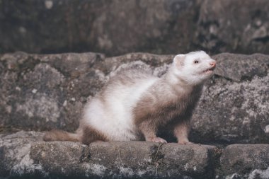 Champagne ferret posing for portrait on old outdoor stone stairs clipart