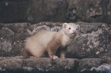 Champagne ferret posing for portrait on old outdoor stone stairs clipart