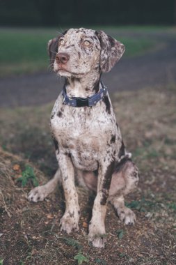 Louisiana Catahoula Leopar Köpek yaz kampında genç dişiler