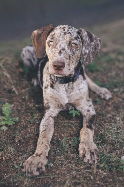 Louisiana Catahoula Leopar Köpek yaz kampında genç dişiler