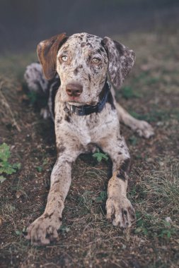 Louisiana Catahoula Leopar Köpek yaz kampında genç dişiler