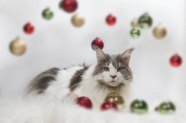 Işık ve beyaz arka plandaki kedi Noel süslemeleriyle oynuyor