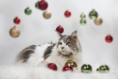 Işık ve beyaz arka plandaki kedi Noel süslemeleriyle oynuyor