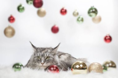 Işık ve beyaz arka plandaki kedi Noel süslemeleriyle oynuyor