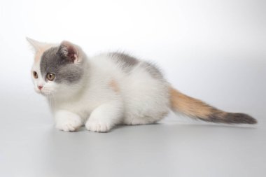 Benekli yavru kedi gri arka planda resim için stüdyoya poz veriyor.