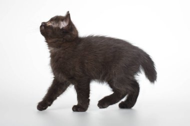 Genç siyah kedi gri arka planda resim için stüdyoya poz veriyor.