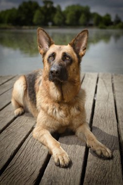 Yazın, gölde tahta köprüde poz veren köpek.