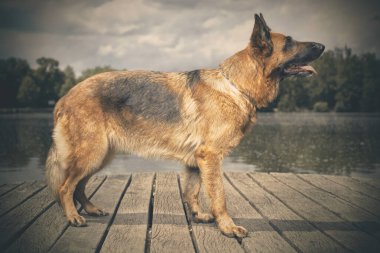 Yazın, gölde tahta köprüde poz veren köpek.