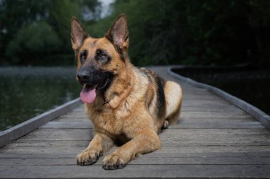 Yazın, gölde tahta köprüde poz veren köpek.