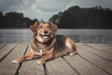 Yazın, gölde tahta köprüde poz veren köpek.