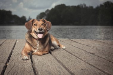 Yazın, gölde tahta köprüde poz veren köpek.