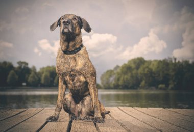 Yazın, gölde tahta köprüde poz veren köpek.