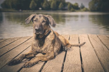 Yazın, gölde tahta köprüde poz veren köpek.