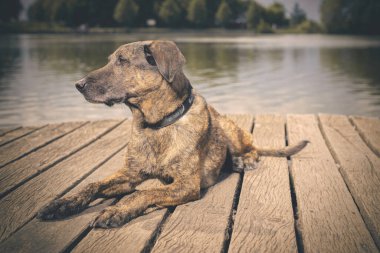 Yazın, gölde tahta köprüde poz veren köpek.