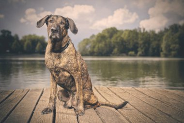 Yazın, gölde tahta köprüde poz veren köpek.