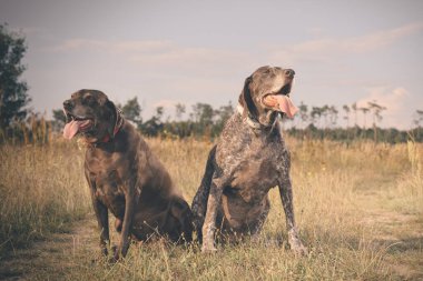 Birkaç yaşlı Alman, tarlada kısa namlulu işaretçi kadın buldu.
