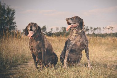 Birkaç yaşlı Alman, tarlada kısa namlulu işaretçi kadın buldu.