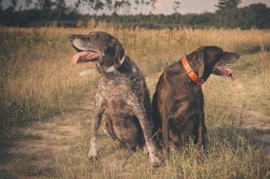 Birkaç yaşlı Alman, tarlada kısa namlulu işaretçi kadın buldu.