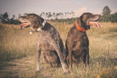 Birkaç yaşlı Alman, tarlada kısa namlulu işaretçi kadın buldu.