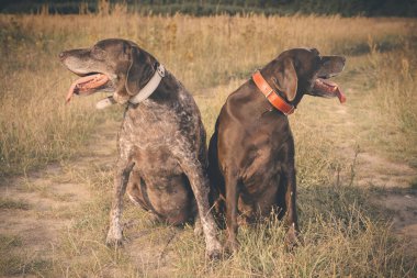 Birkaç yaşlı Alman, tarlada kısa namlulu işaretçi kadın buldu.