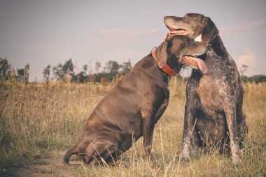 Birkaç yaşlı Alman, tarlada kısa namlulu işaretçi kadın buldu.
