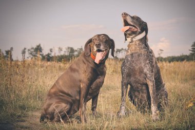 Birkaç yaşlı Alman, tarlada kısa namlulu işaretçi kadın buldu.