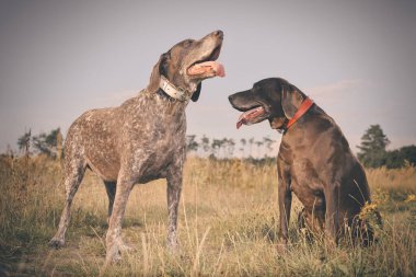 Birkaç yaşlı Alman, tarlada kısa namlulu işaretçi kadın buldu.