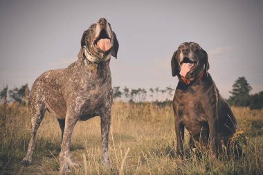 Birkaç yaşlı Alman, tarlada kısa namlulu işaretçi kadın buldu.