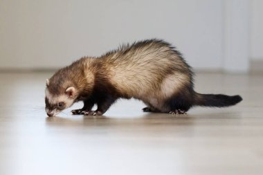 Samur gelinciği şehirde yaşıyor ve etrafta koşuşturuyor.