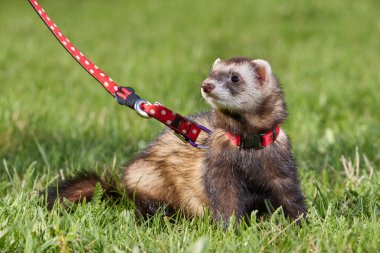 Dağ gelinciği parkta yürümekten ve çimleri keşfetmekten hoşlanıyor.