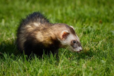 Dağ gelinciği parkta yürümekten ve çimleri keşfetmekten hoşlanıyor.