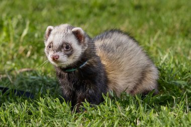 Dağ gelinciği parkta yürümekten ve çimleri keşfetmekten hoşlanıyor.