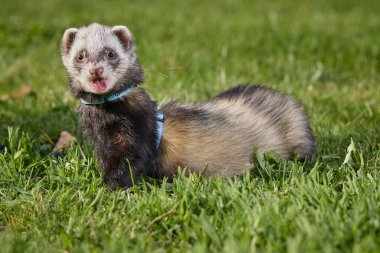 Dağ gelinciği parkta yürümekten ve çimleri keşfetmekten hoşlanıyor.