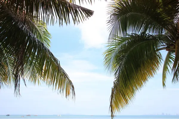 Groen Verlof Van Kokosnoot Palmboom Achtergrond — Stockfoto