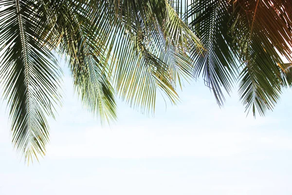 Groen Verlof Van Kokosnoot Palmboom Achtergrond — Stockfoto